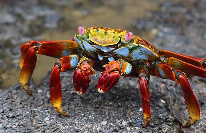 Crabs at fish market © Annika Fredriksson